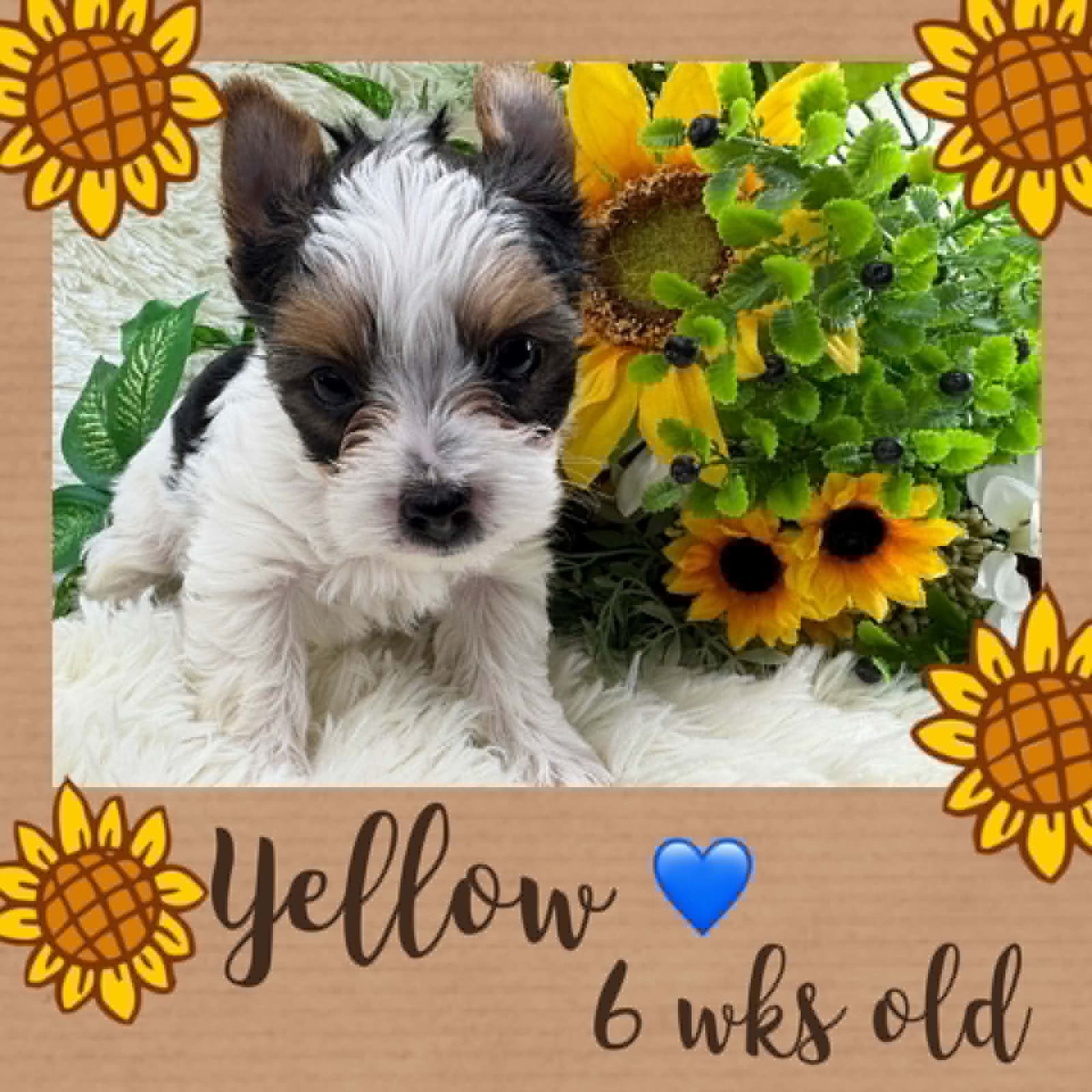 Yellow Collar, a chocolate with tan Yorkshire Terrier boy at Big Sky Yorkies