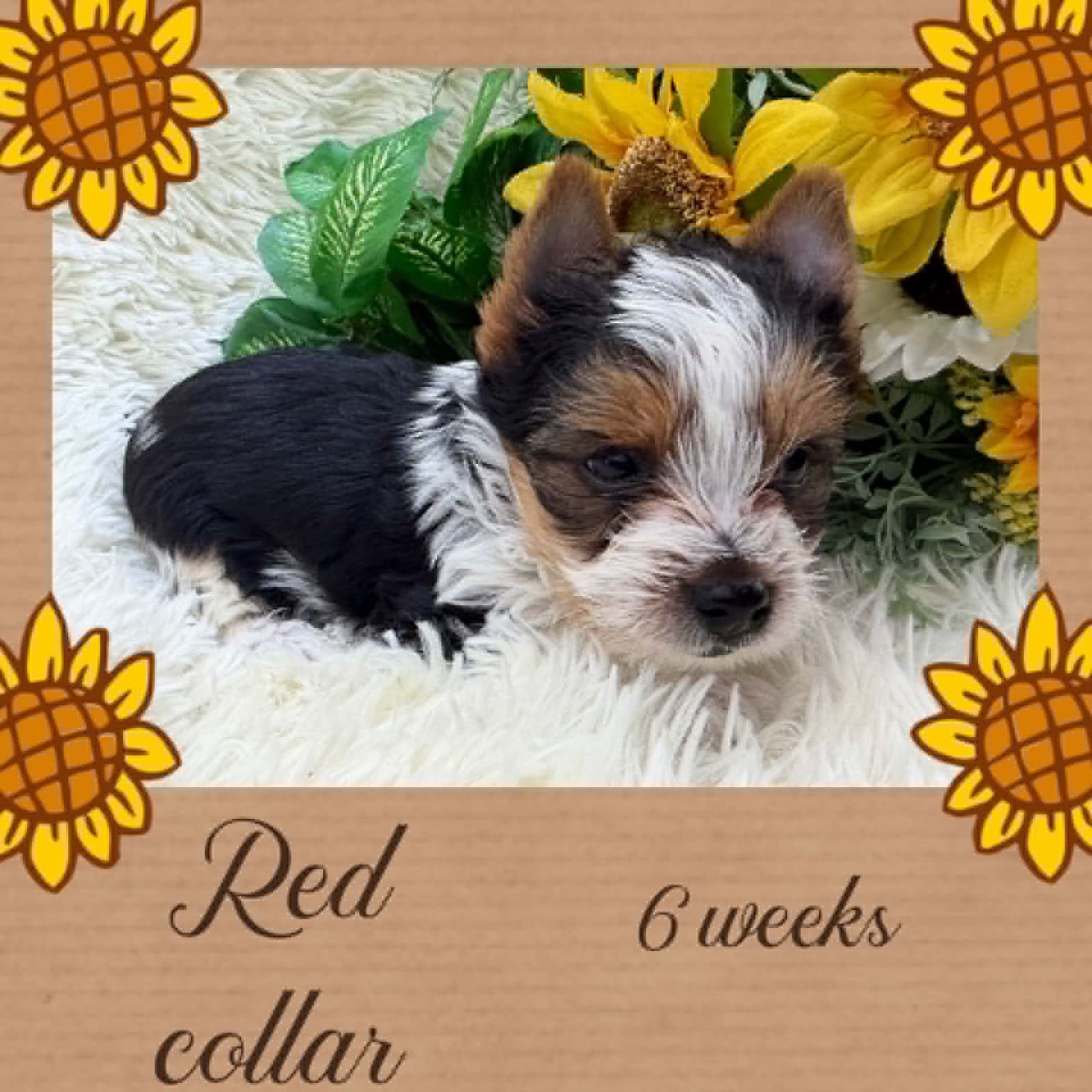 Red Collar at Big Sky Yorkies, photo 2