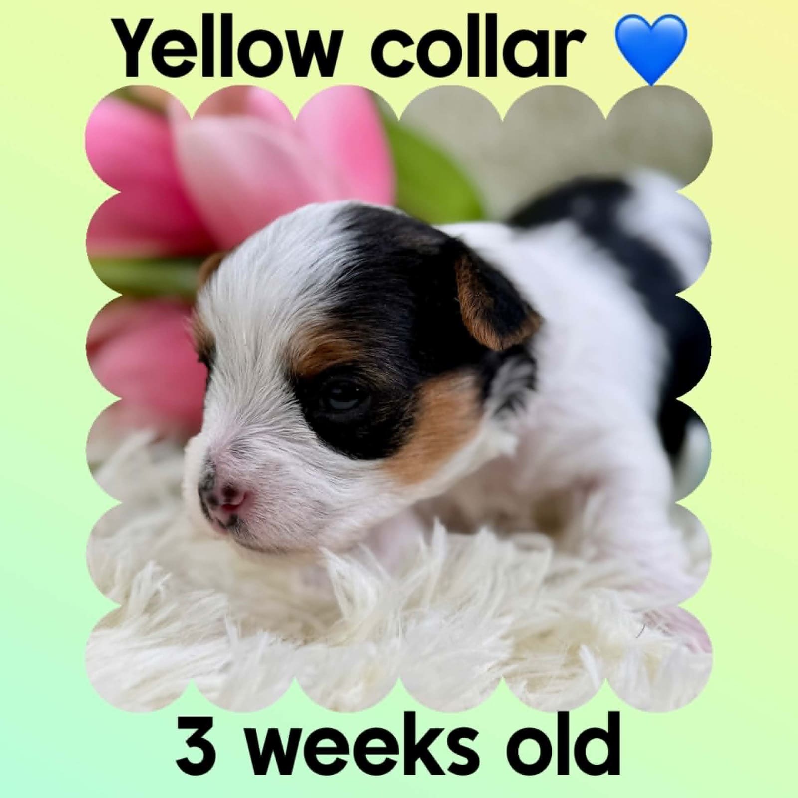 Yellow Collar at Big Sky Yorkies, photo 2